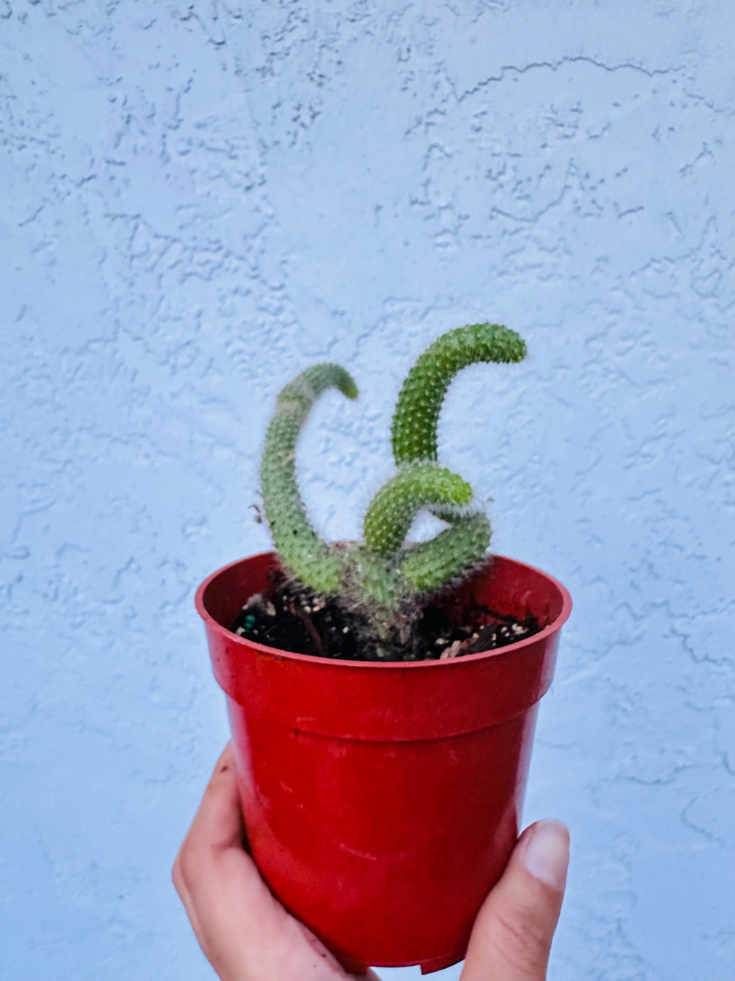 Monkey tail live plant