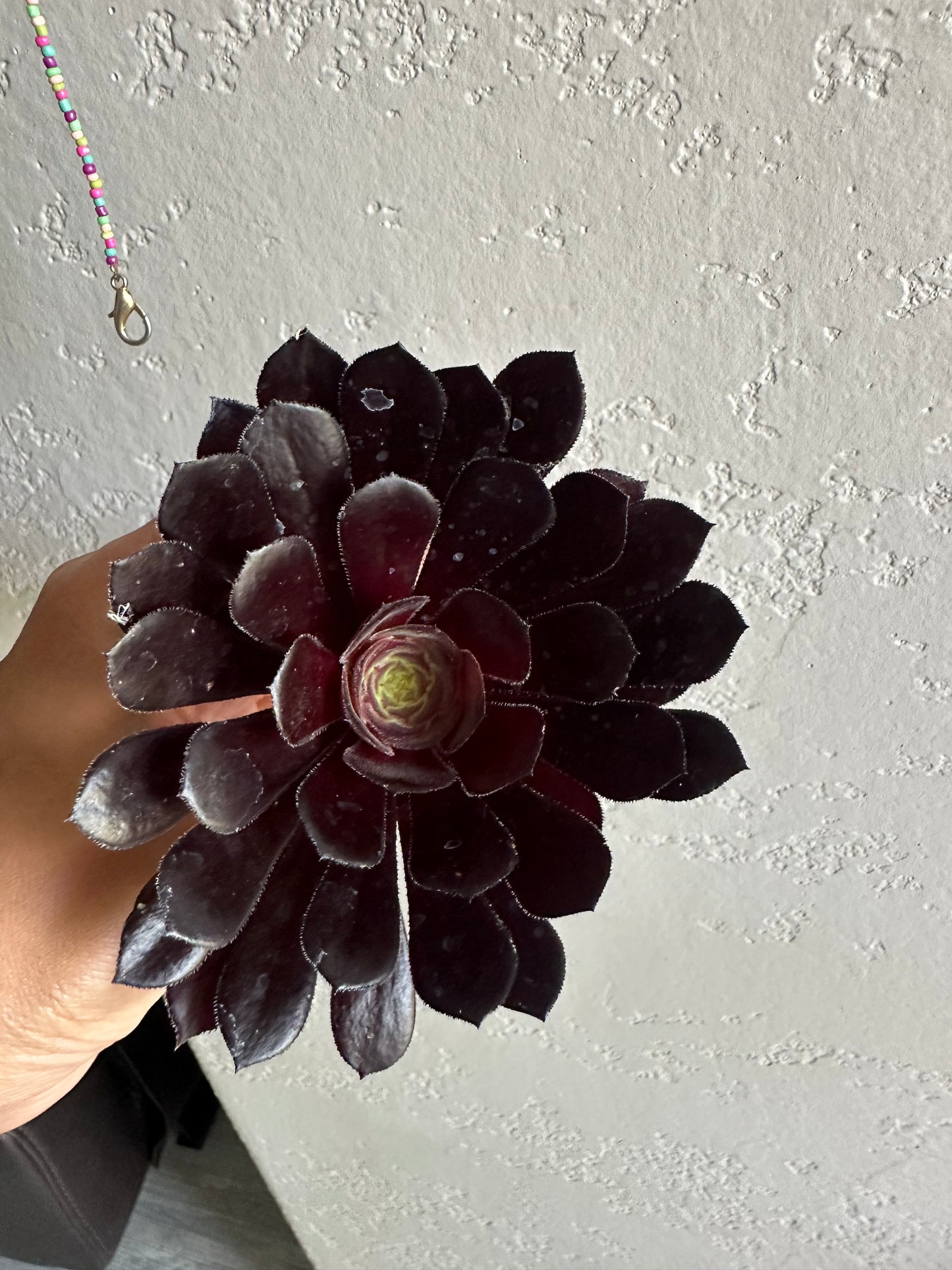 Black aeonium succulent cutting plant