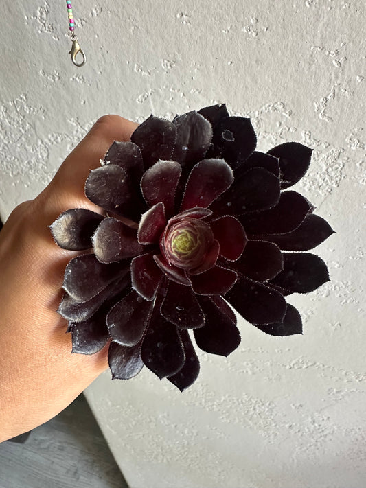Black aeonium succulent cutting plant