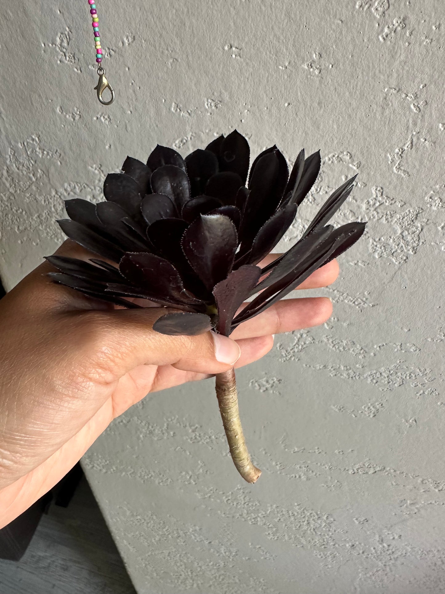 Black aeonium succulent cutting plant